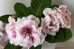Sinningia speciosa 'N-Chinzano'  Margery Anderson-Clive, Nazare (Portugal)