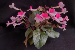 Sinningia 'Stone's Yulia' Mary Corondan, TX
