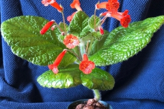 Sinningia 'Tangerine Dream' Ray Coyle, NY