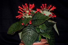 Sinningia hybrid ('Esther' x bullata) Dave Zaitlin, KY
