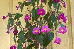 Achimenes 'Andreas' Good Mood' Asa Tysk, Sweden Achimenes 'Andreas' Good Mood' Asa Tysk, Sweden