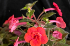 Achimenes 'Stan's Delight' Lan Wu, CA Achimenes 'Stan's Delight' Lan Wu, CA