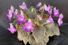Eucodonia 'Adele' Rod Brassard, AB (Canada) Eucodonia 'Adele' Rod Brassard, AB (Canada)