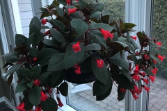 Kohleria 'Kerstin' Eileen McGrath, ON (Canada) Kohleria 'Kerstin' Eileen McGrath, ON (Canada)