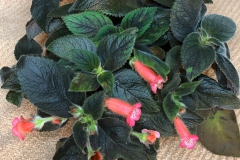 Kohleria 'Peridots Kitlope' Paul Kroll, NY Kohleria 'Peridots Kitlope' Paul Kroll, NY