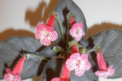 Kohleria 'Rattlesnake' Laura Buckner, NY Kohleria 'Rattlesnake' Laura Buckner, NY