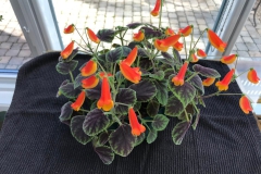 Smithiantha 'Little One' Eileen McGrath, ON (Canada) Smithiantha 'Little One' Eileen McGrath, ON (Canada)