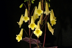Smithiantha 'Stone's Lemon Tea' Dale Martens, IA Smithiantha 'Stone's Lemon Tea' Dale Martens, IA