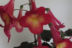 ×Achimenantha 'Northwoods Sunburst' Jacquie Eisenhut, CA ×Achimenantha 'Northwoods Sunburst' Jacquie Eisenhut, CA