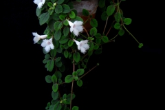 Alsobia dianthiflora Panagiotis Mperetzikis, Thessaloniki (Greece)