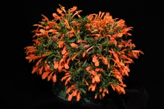 Columnea crassifolia Jiaqi Qin, Shanghai (China)