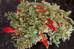 Columnea hirta 'Light Prince' Mary Schaeffer, DE
