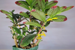 Columnea orientandina Levente Hajdu, NY