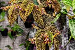 Columnea purpureovittata Matthew Winschel, NY