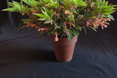 Columnea schiedeana Leslie Ann Miller, PA Columnea schiedeana Leslie Ann Miller, PA