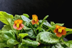 Gesneria Depressa Hung Nguyen, CA Gesneria Depressa Hung Nguyen, CA