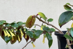 Nematanthus fluminensis Lan Wu, CA Nematanthus fluminensis Lan Wu, CA