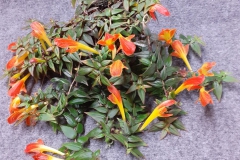 Columnea 'Early Bird' Kathy Spissman, GA Columnea 'Early Bird' Kathy Spissman, GA