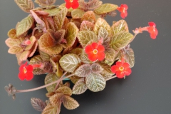 Episcia 'Chocolate Cream' Howard Kogan, MA Episcia 'Chocolate Cream' Howard Kogan, MA