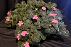Episcia 'Jim's Specialty' Randy Deutsch, SD