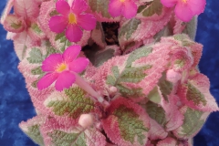 Episcia 'Pink Dreams' Howard Kogan, MA