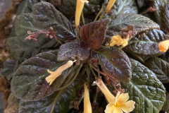 Episcia 'Suomi' Mary Schaeffer, DE