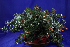Nematanthus 'Shady Ladies Mae' Alcie Maxwell, LA