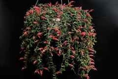 Aeschynanthus gracilis Jiaqi Qin, Shanghai (China) Aeschynanthus gracilis Jiaqi Qin, Shanghai (China)