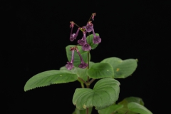 Didymocarpus puhoatensis Fang Wen, Guangxi (China)(photo by Meng De-Chang) Didymocarpus puhoatensis Fang Wen, Guangxi (China)(photo by Meng De-Chang)