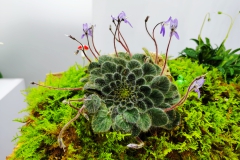 Petrocosmea xlongianthera Qiu Zhi-Jing, Shenzen (China) Petrocosmea xlongianthera Qiu Zhi-Jing, Shenzen (China)