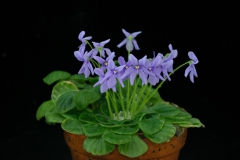 Petrocosmea nervosa Wei Yi-Gang, Guangxi (China)(photo by Wen Fang) Petrocosmea nervosa Wei Yi-Gang, Guangxi (China)(photo by Wen Fang)