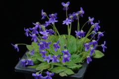 Petrocosmea sinensis Jiaqi Qin, Shanghai (China) Petrocosmea sinensis Jiaqi Qin, Shanghai (China)