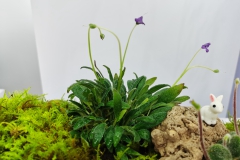 Petrocosmea xingyiensis Qiu Zhi-Jing, Shenzen (China) Petrocosmea xingyiensis Qiu Zhi-Jing, Shenzen (China)