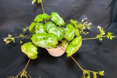 Primulina glandulosa var. yangshuoensis  Rod Brassard, AB (Canada)