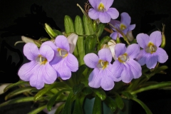 Primulina linearicalyx  Dale Martens, IA