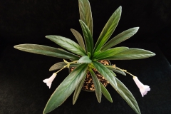 Primulina longgangensis  Louise Cheung, ON (Canada)