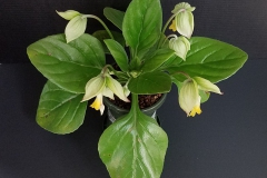 Primulina lutea  Bobbi Johannsen, FL