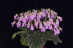 Primulina sclerophylla  Wei Yi-Gang, Guangxi (China)(photo by Meng De-Chang)