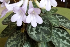 Primulina yungfuensis Terri Vicenzi, IN