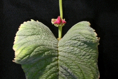 Streptocarpus dunnii JT10-303 Dale Martens, IA