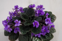 Saintpaulia ionantha (syn. Streptocarpus ionanthus) Levente Hajdu, NY Saintpaulia ionantha (syn. Streptocarpus ionanthus) Levente Hajdu, NY
