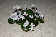 Saintpaulia shumensis Mather EE (syn. Streptocarpus shumensis) Kathy Lahti, MN Saintpaulia shumensis Mather EE (syn. Streptocarpus shumensis) Kathy Lahti, MN