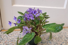 Saintpaulia rupicola Mather No. 5 (syn. Streptocarpus rupicolus)Levente Hajdu, NY Saintpaulia rupicola Mather No. 5 (syn. Streptocarpus rupicolus)Levente Hajdu, NY