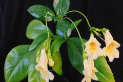 Lysionotus 'Pudding' Lan Wu, CA Lysionotus 'Pudding' Lan Wu, CA