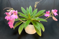 Primulina 'Candy' Rod Brassard, AB (Canada) Primulina 'Candy' Rod Brassard, AB (Canada)