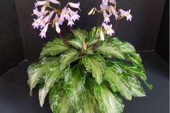 Primulina 'Destiny' Bobbi Johannsen, FL Primulina 'Destiny' Bobbi Johannsen, FL