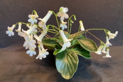 Primulina 'JV Snow White' Jim Vlasic, MN Primulina 'JV Snow White' Jim Vlasic, MN