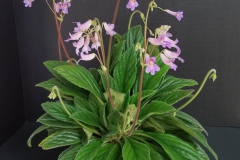Primulina 'Kazu' Bobbi Johannsen, FL Primulina 'Kazu' Bobbi Johannsen, FL