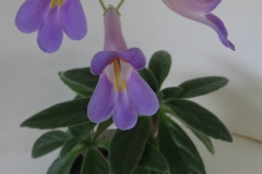 Primulina 'Kazu'Jacquie Eisenhut, CA Primulina 'Kazu'Jacquie Eisenhut, CA