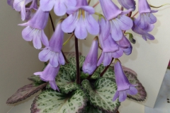 Primulina 'Loki' Nancy Gilson, CT Primulina 'Loki' Nancy Gilson, CT